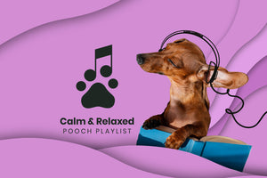 Calming Music for Dogs: Relaxed Pooch Playlist