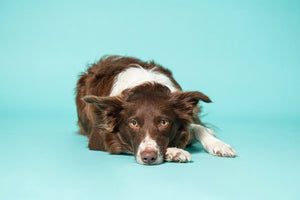 Am I over-exercising my dog?