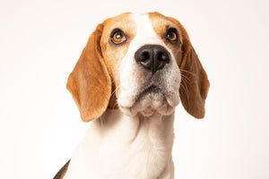 What to do if your dog is stung by a bee or wasp