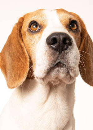 What to do if your dog is stung by a bee or wasp