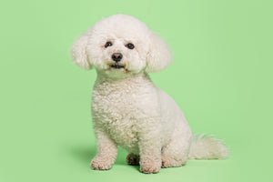 Bichon Frise