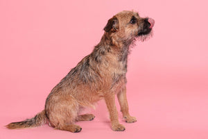 Border Terrier