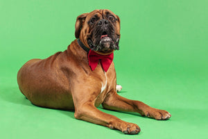 Boxer