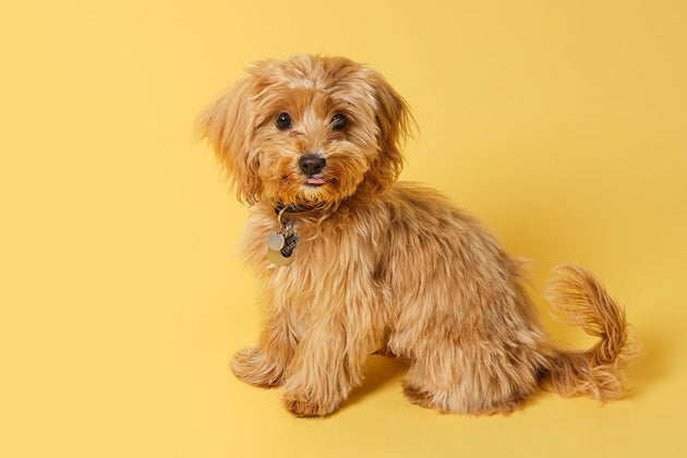 Cavapoo