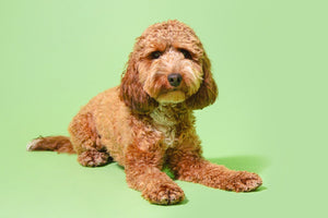 Cockapoo