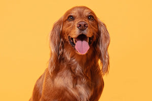 Cocker Spaniel