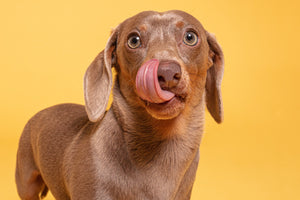What dog-safe foods are naturally high in fibre?