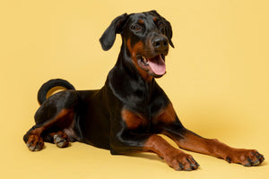 Doberman