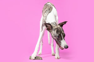 Greyhound