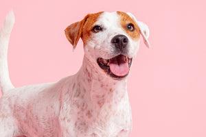 Jack Russell Terrier