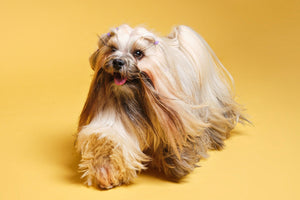 Lhasa Apso
