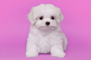Maltese