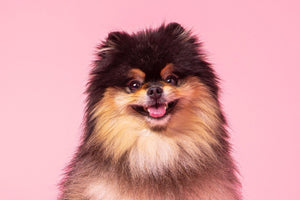 Pomeranian