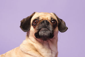 Pug