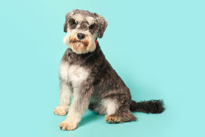 Schnauzer