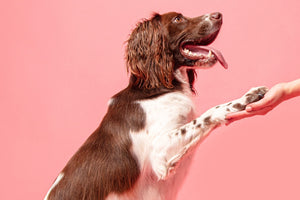 English Springer Spaniel