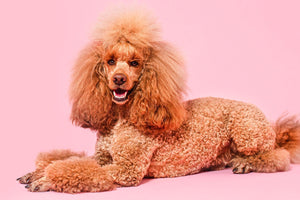 Toy Poodle