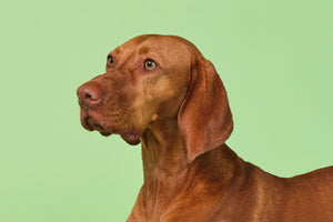 Vizsla