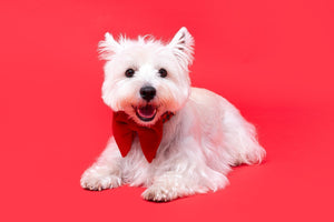 West Highland Terrier