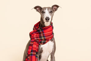 Whippet