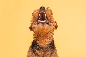 What colour should my dog’s gums be? Healthy vs Unhealthy gum chart