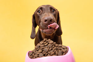 Meat meal in dog food: What you need to know