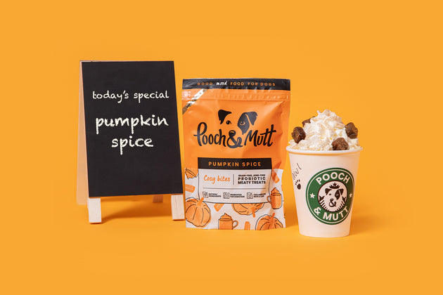 Make a Pup Cup! Our Pumpkin Spice Puppuccino recipe