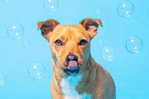 Bathing a puppy for the first time