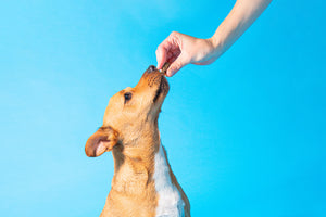 Best training treats for puppies