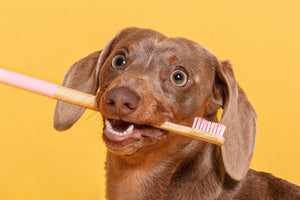 How to clean your puppy's teeth