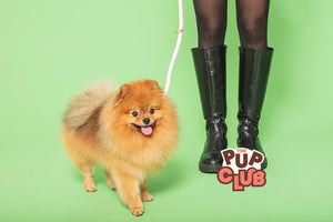 How long should I walk my puppy?
