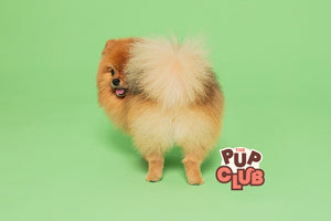 Everything you need to know about your puppy's poop