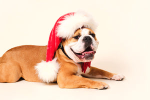 Tips for keeping your dog calm this Christmas