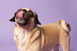 Why do dogs lick themselves?