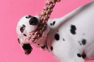 Enrichment Games and Ideas for Dogs