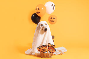 How to keep your dog safe this Halloween