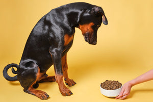 Dog Stopped Eating Dry Food? How to Make It More Appealing