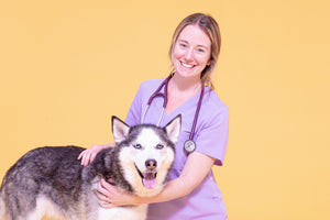 Vet Explains: What are high liver enzymes in dogs?