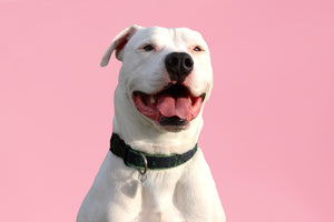 American Bulldog