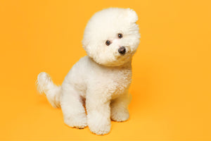 Bichon Frise