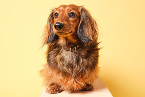 Dachshund