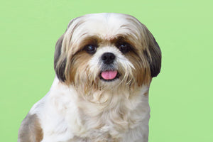 Shih Tzu