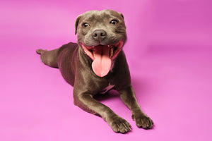 Staffordshire Bull Terrier