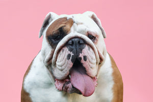 English Bulldog