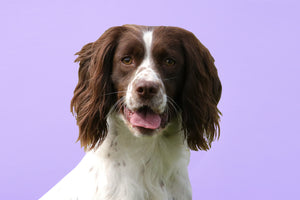 Springer Spaniel