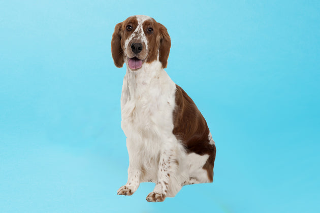 Welsh Springer Spaniel