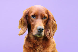 Irish Setter