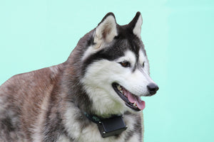 Siberian Husky