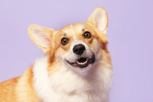 Corgi