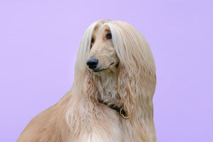  Afghan Hound 